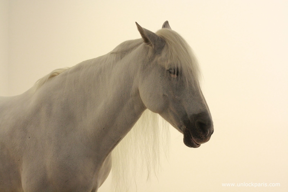 rsz_thaddeaus_ropac_pantin_gallery_joseph_beuys_white_horse_2012_kim_laidlaw_adrey_unlock_paris_1
