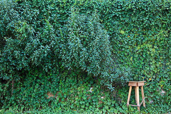 FOUND NOT TAKEN Chagas 4