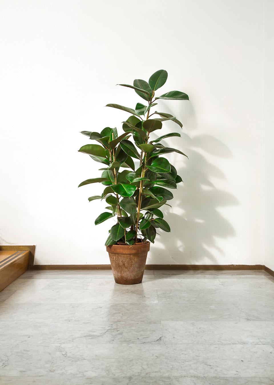 big_402396_5114_03-Delfino-Sisto-Legnani-