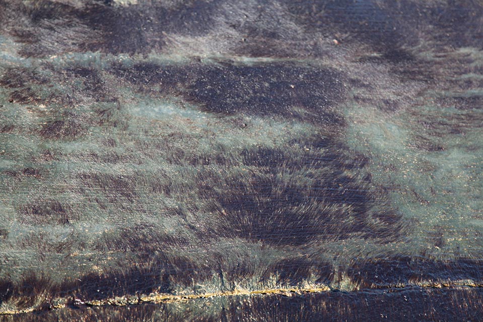 sanja_pupovac_still_alghe_milanese