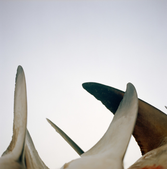 U.A.E. Dubai. Sharks lined up outside the fish market. 2013