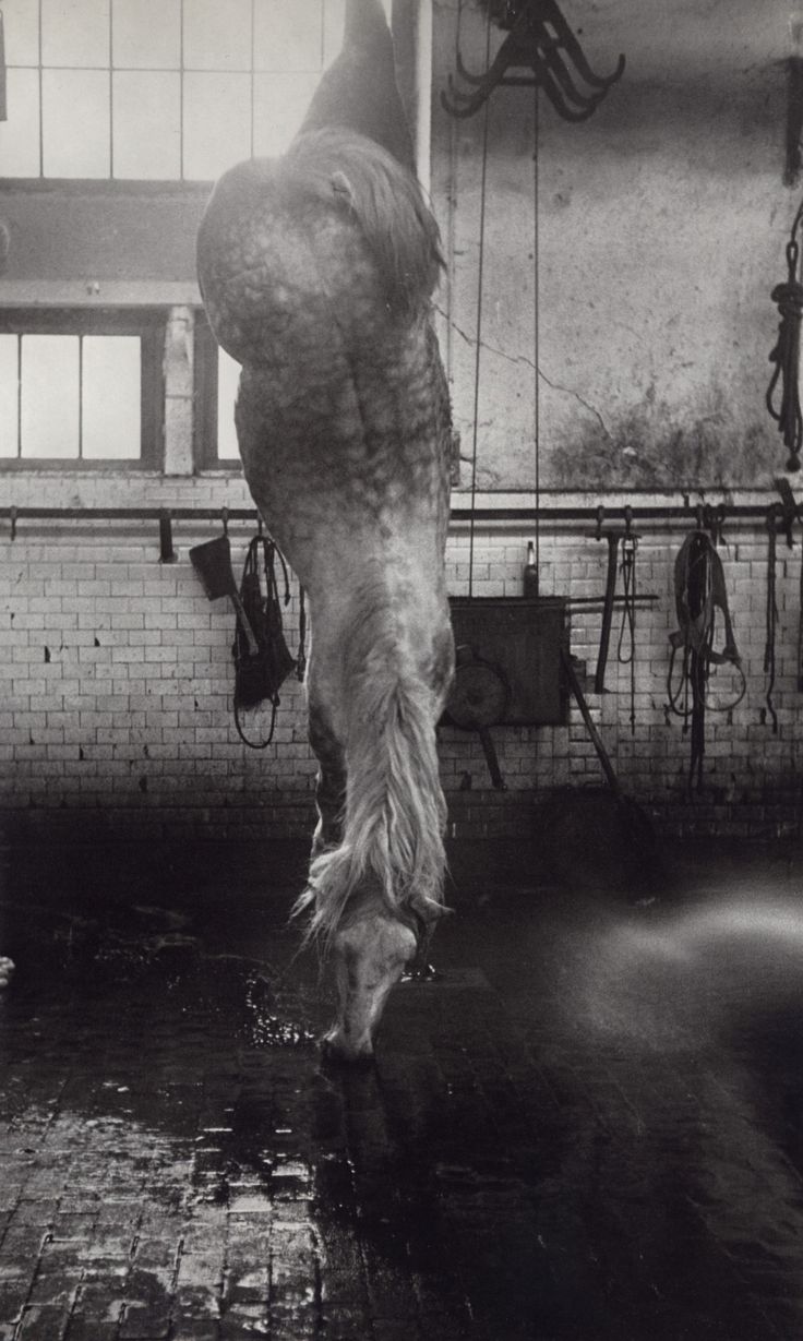 robert frank the milanese